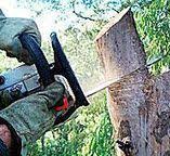 Best Tree Risk Assessment  in East Franklin, NJ