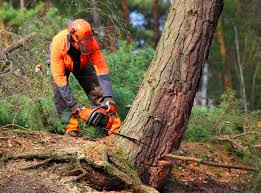 Best Tree Preservation Services  in East Franklin, NJ