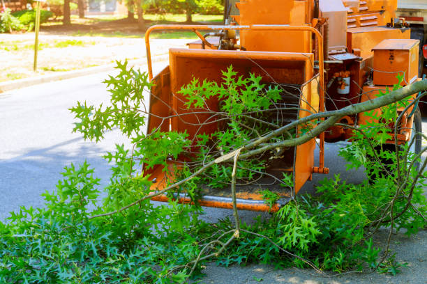 Best Commercial Tree Services  in East Franklin, NJ