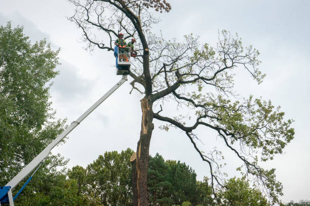 How Our Tree Care Process Works  in  East Franklin, NJ