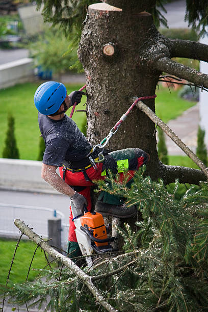 Trusted East Franklin, NJ Tree Services Experts