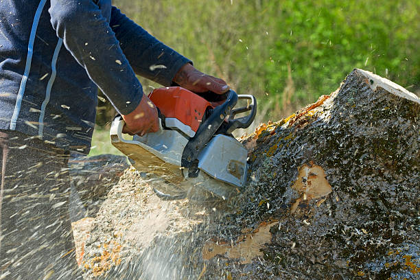 Best Firewood Processing and Delivery  in East Franklin, NJ